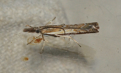 Ptochostola microphaeellus