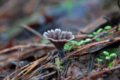 Thelephora caryophyllea