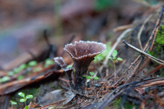 Thelephora caryophyllea
