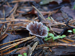 Thelephora caryophyllea