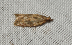 Dichelia sobriana