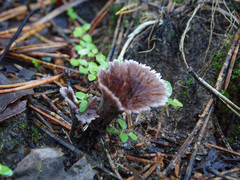 Thelephora caryophyllea