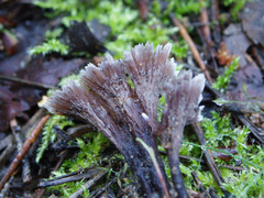 Thelephora caryophyllea