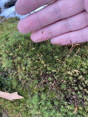Bryophyta