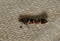 Stagmatophora argyrostrepta
