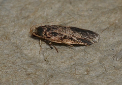 Hoplostega ochroma