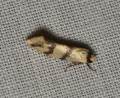 Psaroxantha calligenes