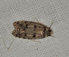 Scatochresis episema