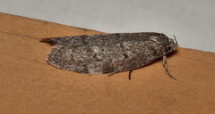 Ericrypsina ductaria