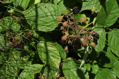 Rubus caucasicus