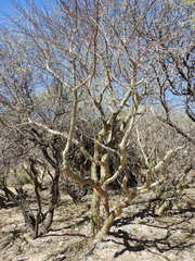 Bursera fagaroides