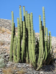 Isolatocereus dumortieri