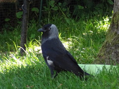 Corvus monedula