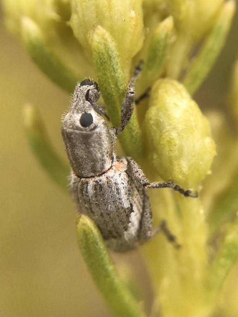 Cyphometopus masafuerae