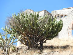 Myrtillocactus geometrizans