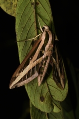 Eumorpha fasciatus image