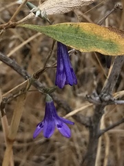 Conanthera trimaculata