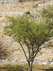 Vachellia farnesiana