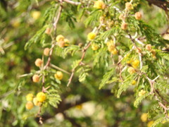 Vachellia farnesiana