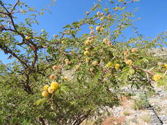 Vachellia farnesiana