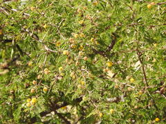 Vachellia farnesiana