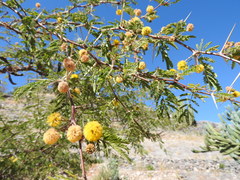 Vachellia farnesiana