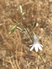 Conanthera