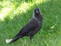 Corvus monedula
