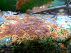 Fuscoporia ferruginosa