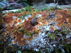 Fuscoporia ferruginosa