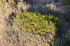 Roepera aurantiaca