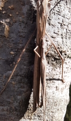 Trachythorax sparaxes