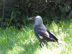 Corvus monedula