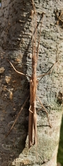 Trachythorax sparaxes