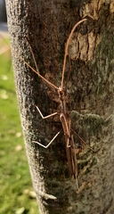 Trachythorax sparaxes