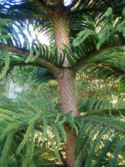 Araucariaceae