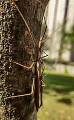 Trachythorax sparaxes