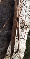 Trachythorax sparaxes