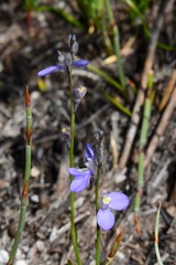 Comesperma defoliatum