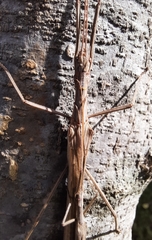 Trachythorax sparaxes