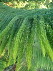 Araucariaceae