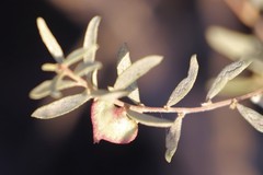 Atriplex paludosa cordata