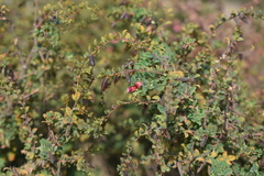 Indigofera mysorensis