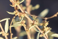 Atriplex paludosa cordata