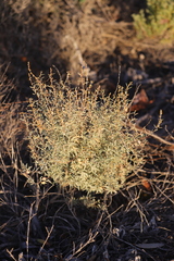 Atriplex paludosa cordata