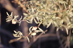 Atriplex paludosa cordata