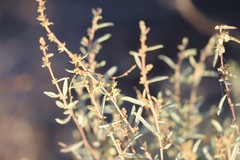 Atriplex paludosa cordata