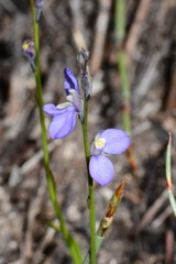 Comesperma defoliatum