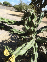 Cylindropuntia imbricata imbricata