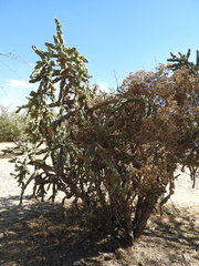 Cylindropuntia imbricata imbricata